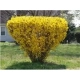 FORSYCJA żółte słońce w ogrodzie - sadzonki 40 / 60 cm